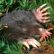 Illustration for article titled Real-Life Animals We Want To See As Gigantic Movie Monsters